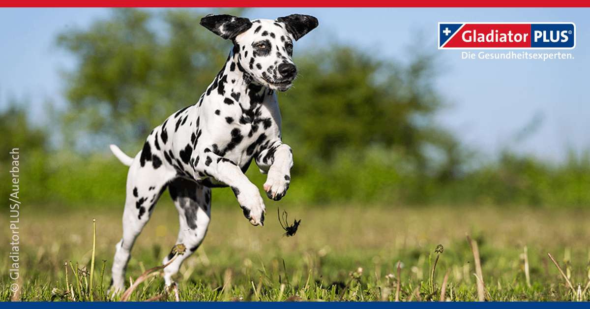 Fellprobleme beim Hund